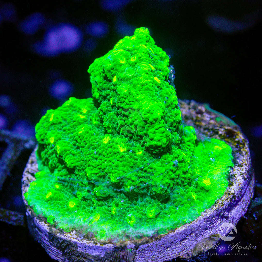 34A - WA Kryptonite Cyphastrea - WYSIWYG
