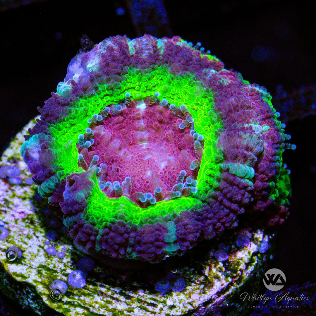 B36 - WA Code Red Asian Acan - WYSIWYG