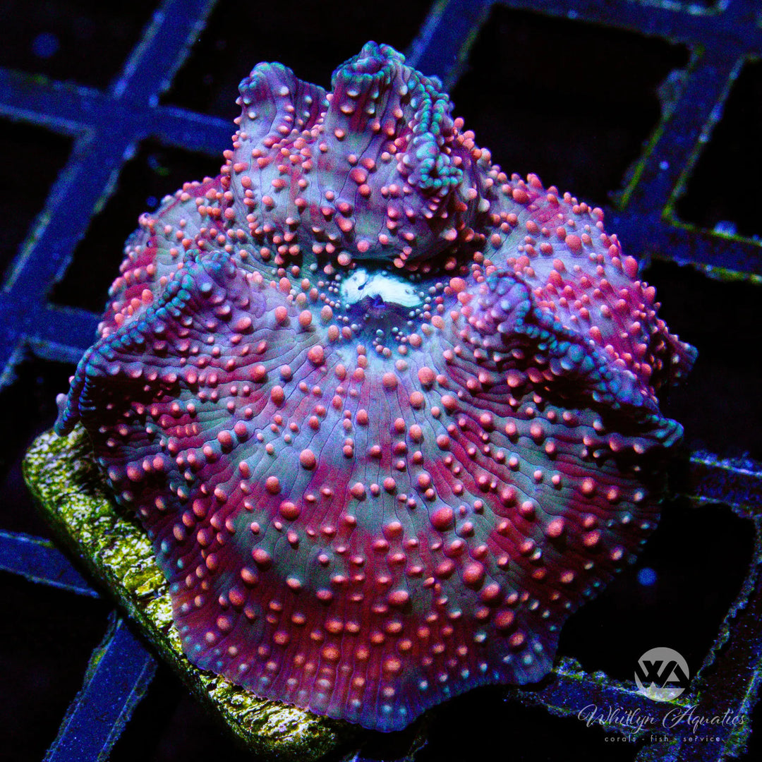 B38 - WA The Pox Mushroom - WYSIWYG