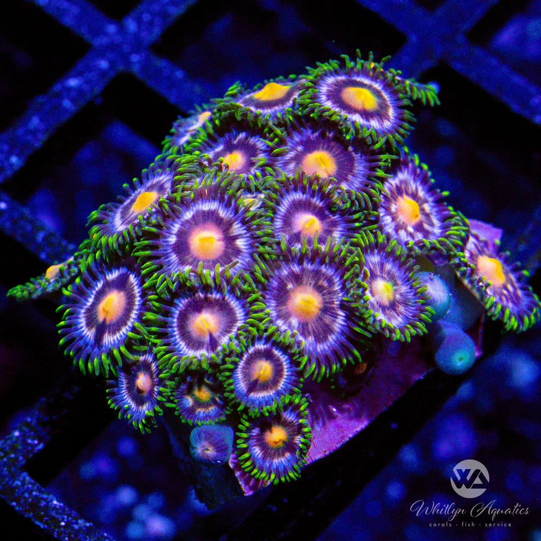 19D - Blowpop Zoa - WYSIWYG
