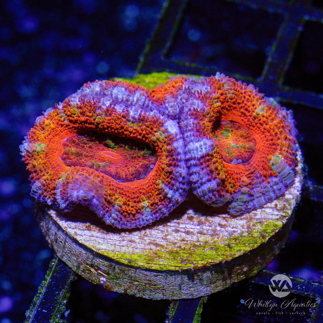 36A - WA Mixed Berries Acan - WYSIWYG
