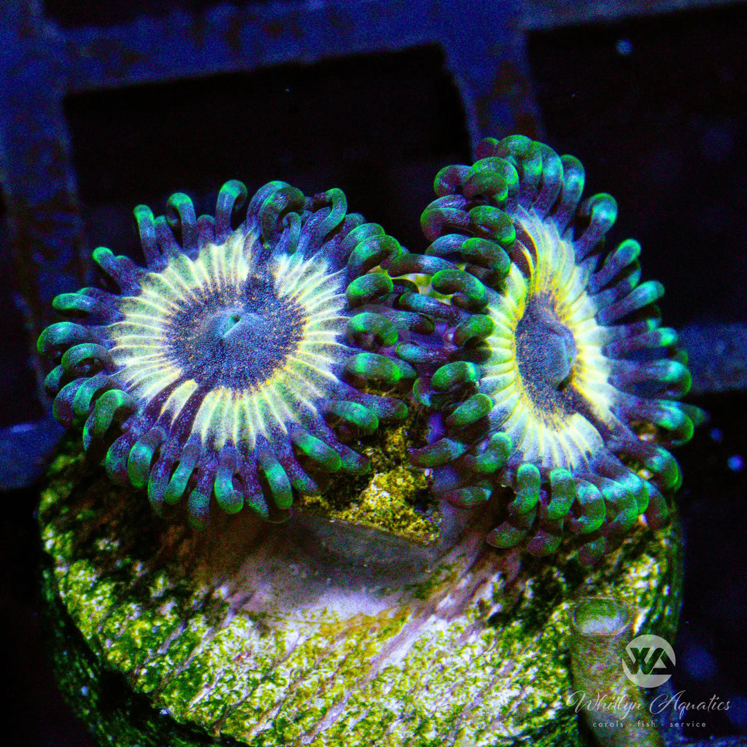 C39 - Petroglyph Zoa - WYSIWYG