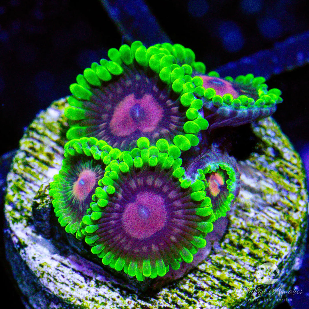 37A - Scarlet Fever Zoa - WYSIWYG