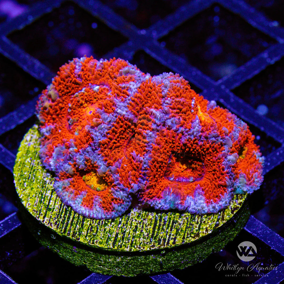 41B - WA Big Red Acan - WYSIWYG