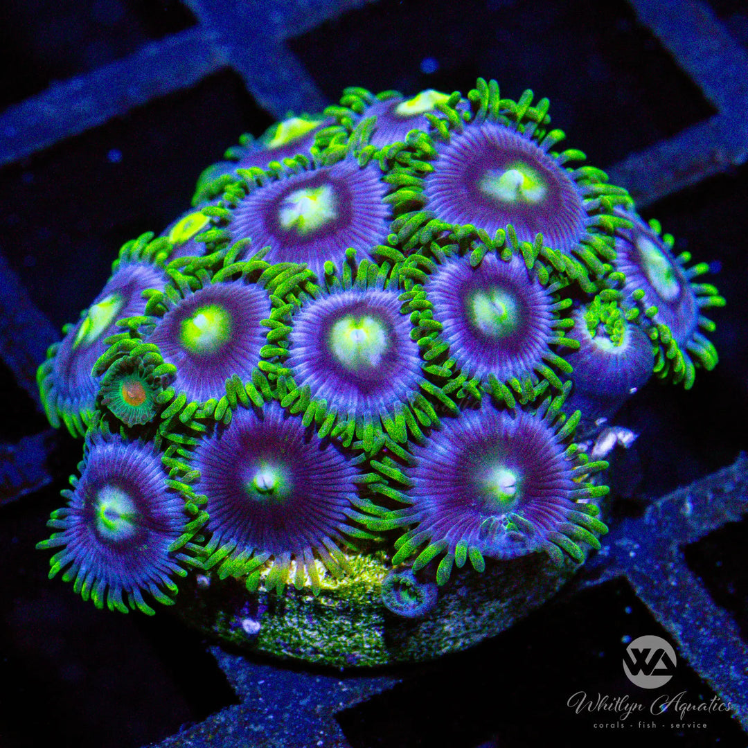 C41 - Blueberry Fields Zoa - WYSIWYG