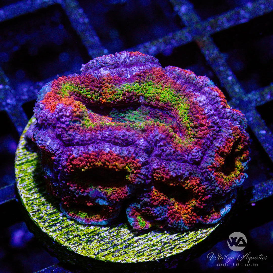 24D - WA The Ringer Acan - WYSIWYG