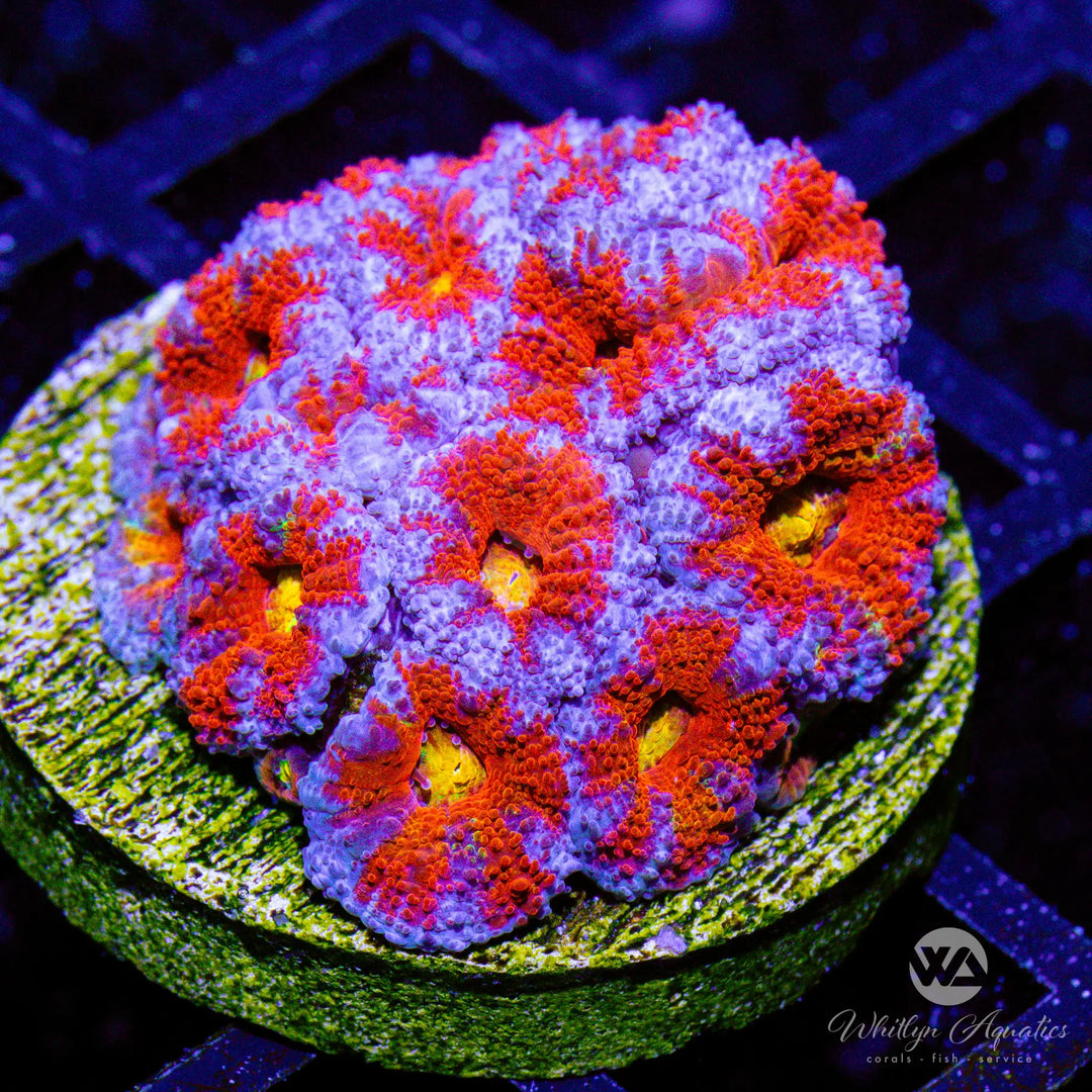 42B - WA Mixed Berries Acan - WYSIWYG