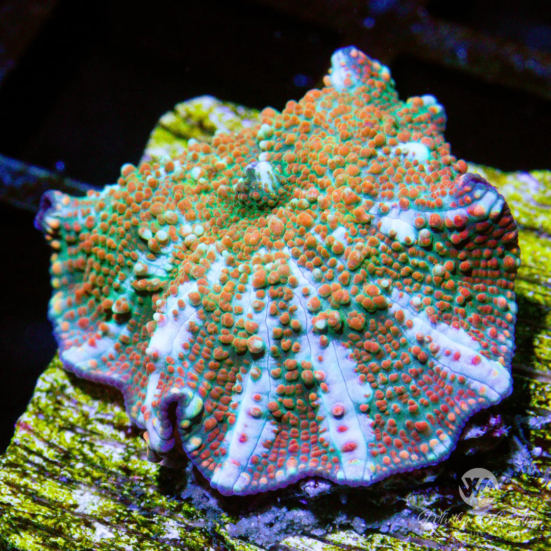 B37 - WA Trident Mushroom - WYSIWYG