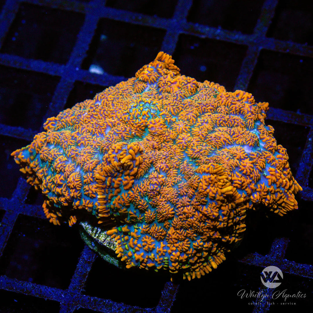 B38 - XL Superman Rhodactis (~2") - WYSIWYG