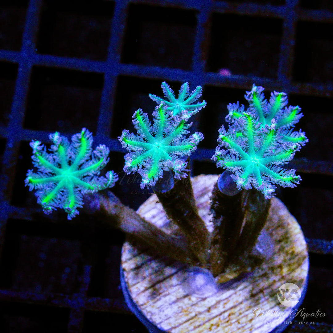 A43 - Neon Clove Polyps - WYSIWYG