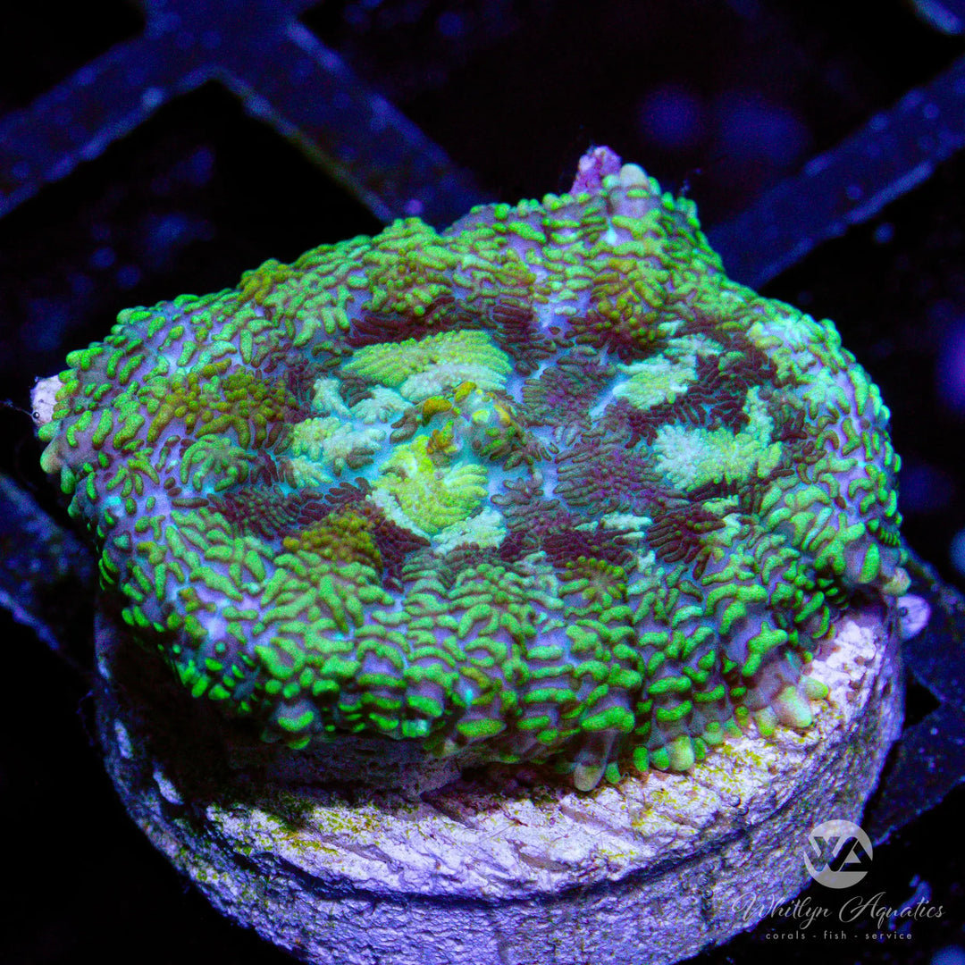 43C - WA T-Virus Rhodactis - WYSIWYG
