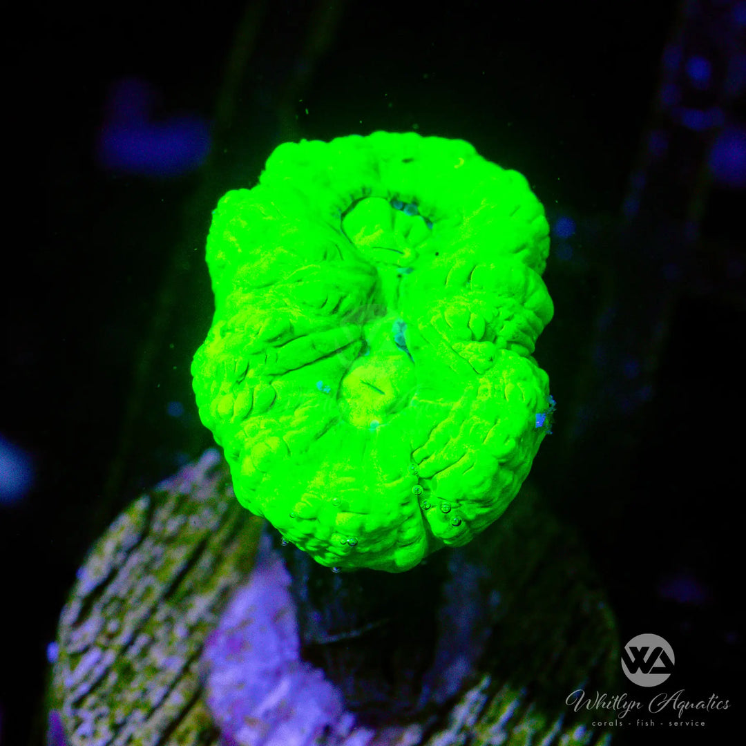 38A - Neon Green Trumpet - WYSIWYG