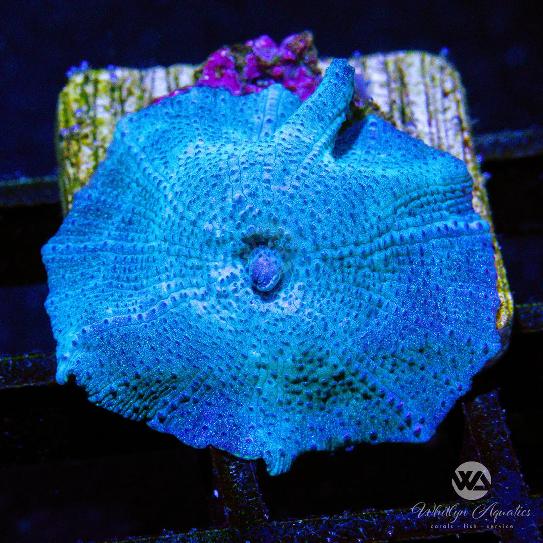B41 - WA Blue Meanie Mushroom - WYSIWYG