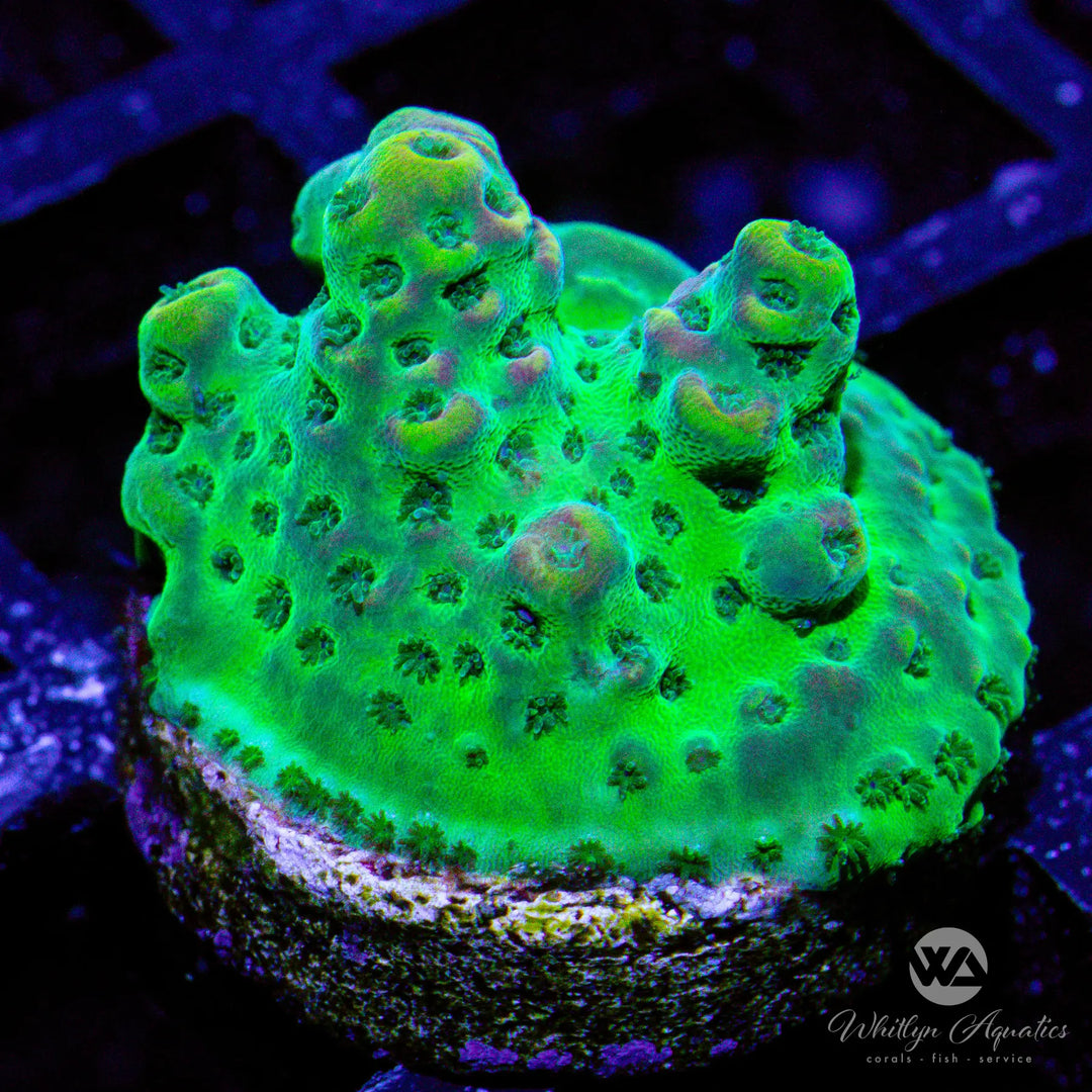 44C - Green Acro - WYSIWYG