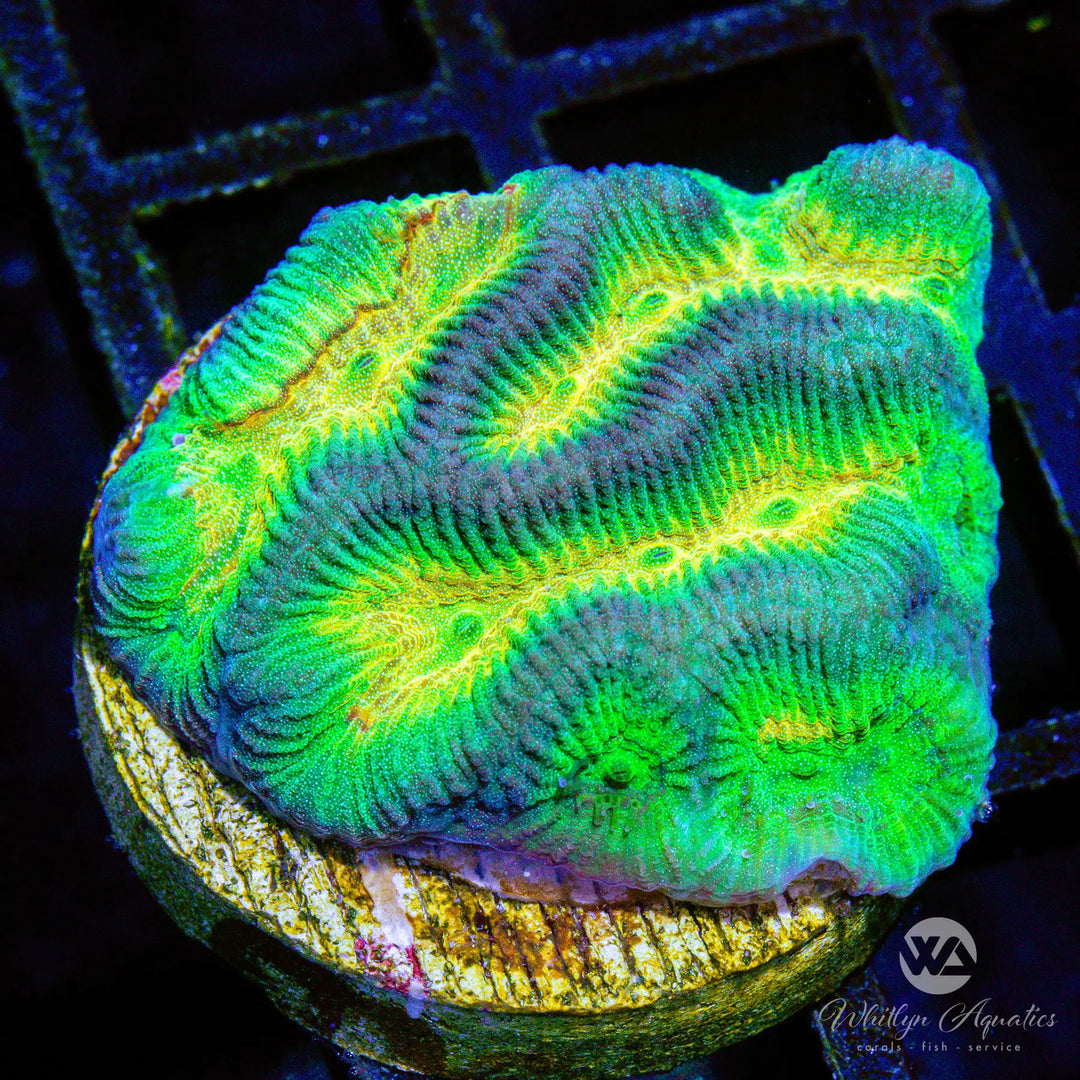 D45 - WA Oil Slick Platygyra - WYSIWYG