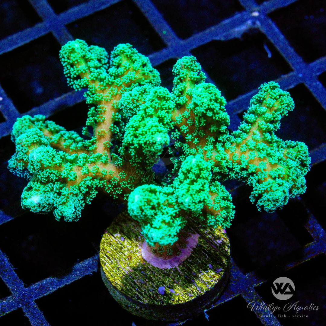 C43 - ORA Neon Green Birdsnest - WYSIWYG