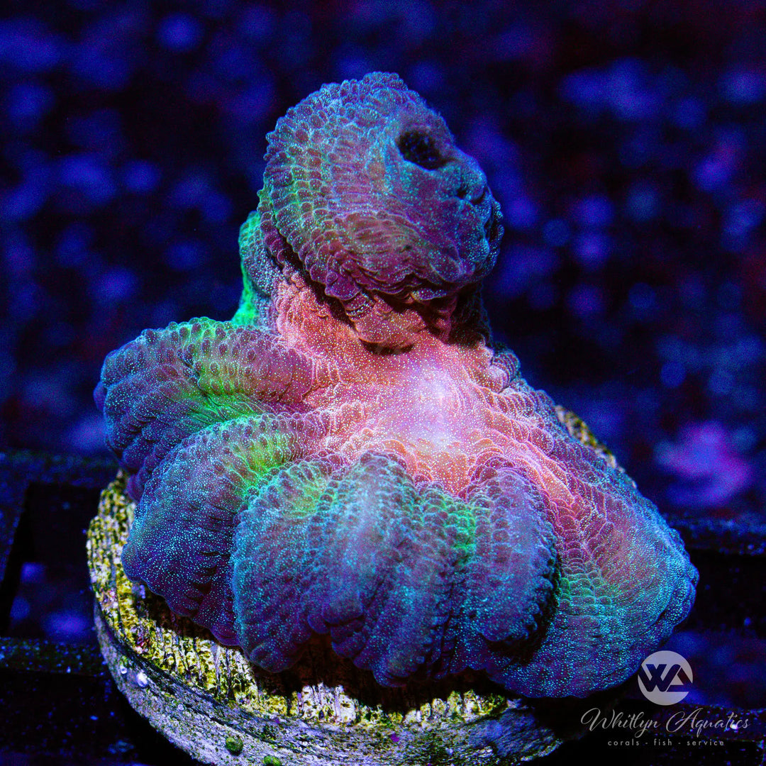 39A - Rainbow Pectina - WYSIWYG