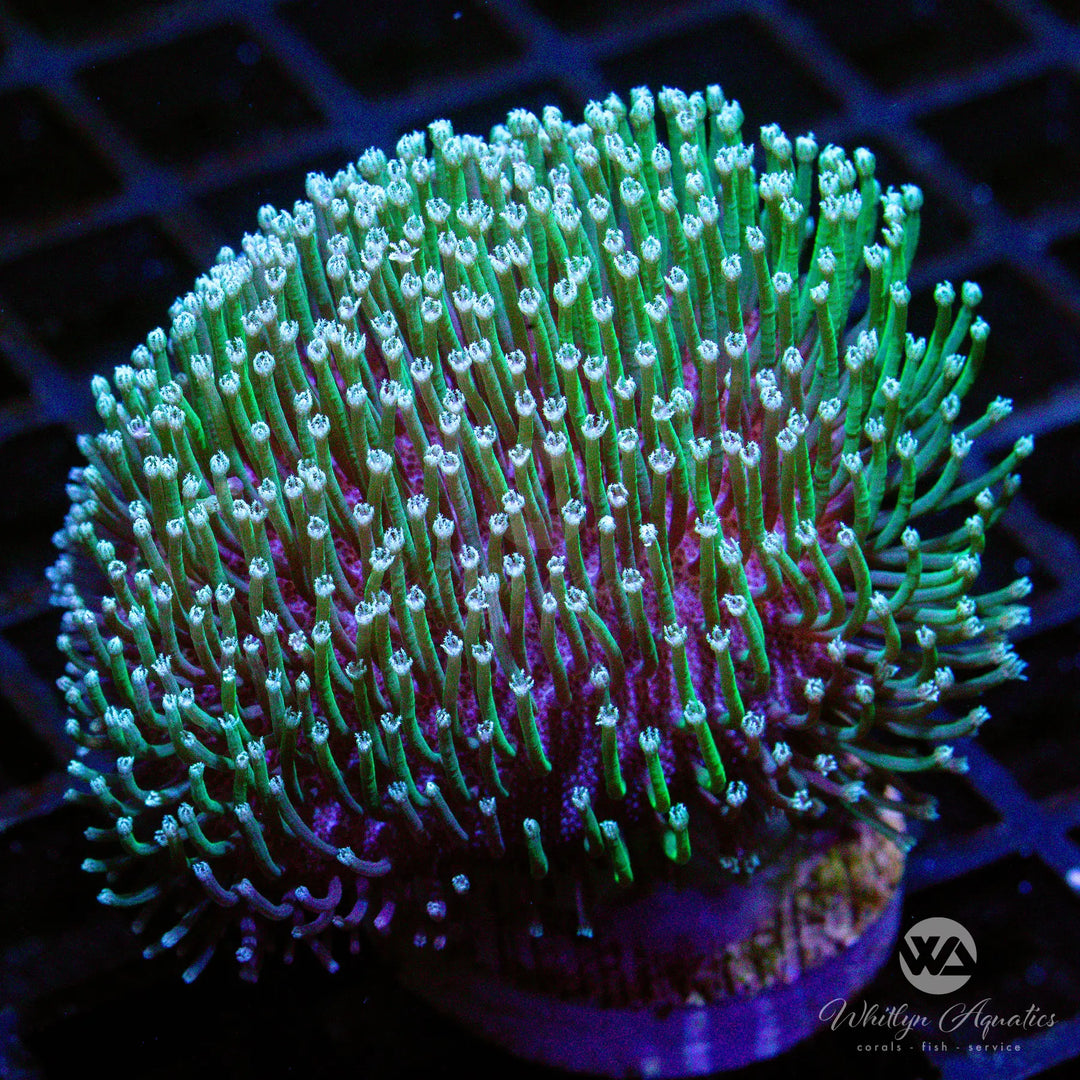 A44 - Green Toadstool - WYSIWYG