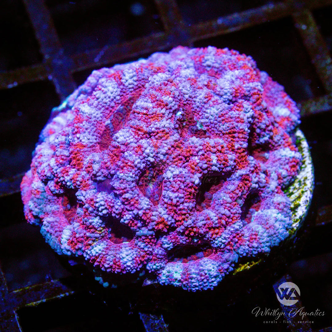 B38 - WA Winterberry Acan - WYSIWYG