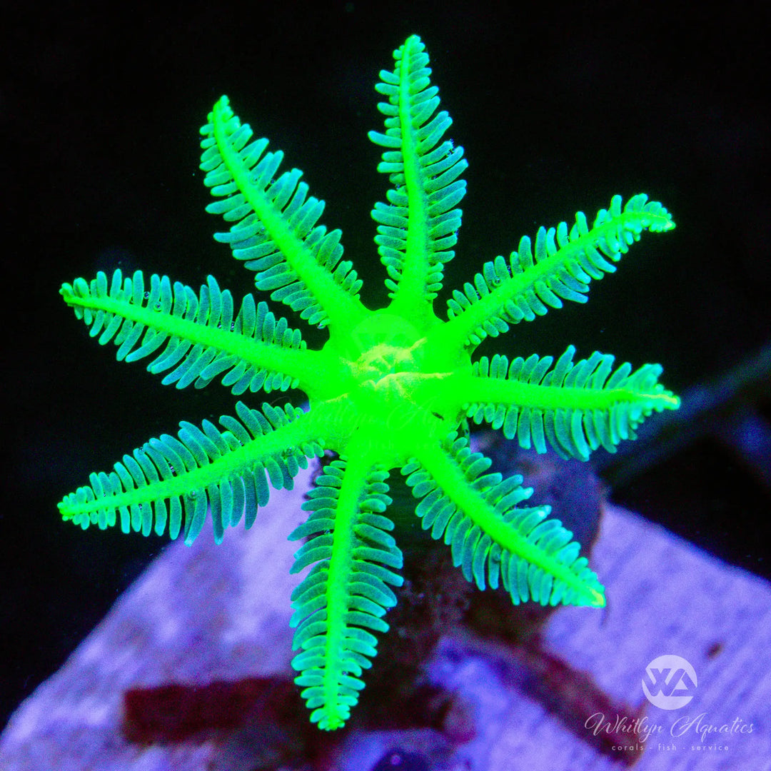 D47 - Neon Green Clove Polyps - WYSIWYG