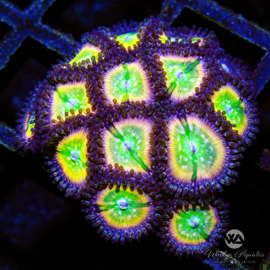 A46 - Rainbow Infusion Zoa Mini Colony - WYSIWYG