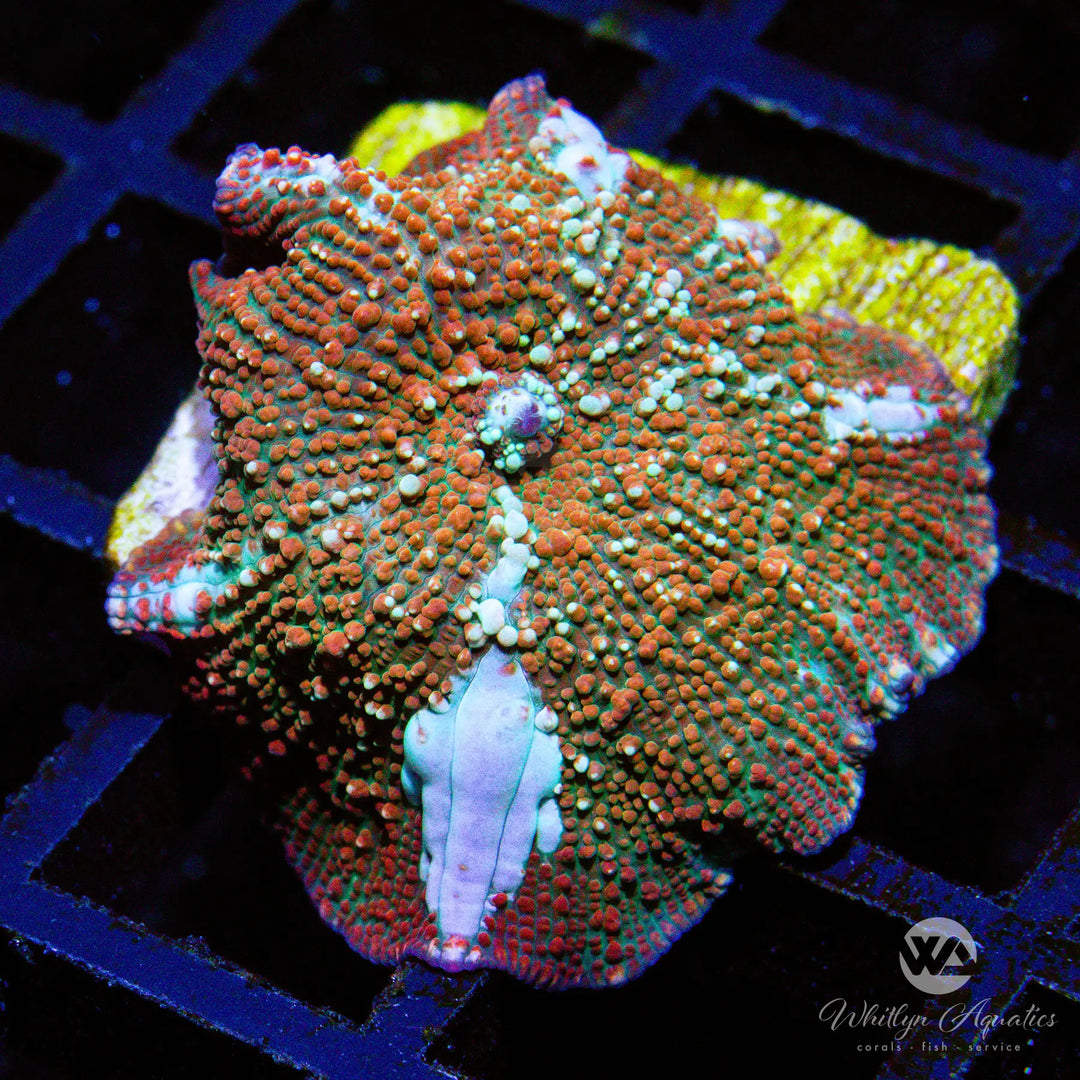 D48 - WA Trident Mushroom - WYSIWYG