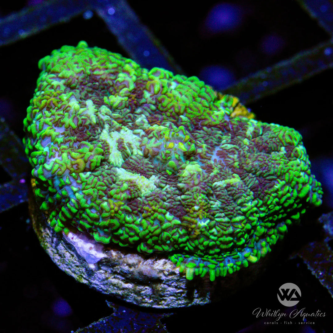 B35 - WA Walking Dead Rhodactis - WYSIWYG
