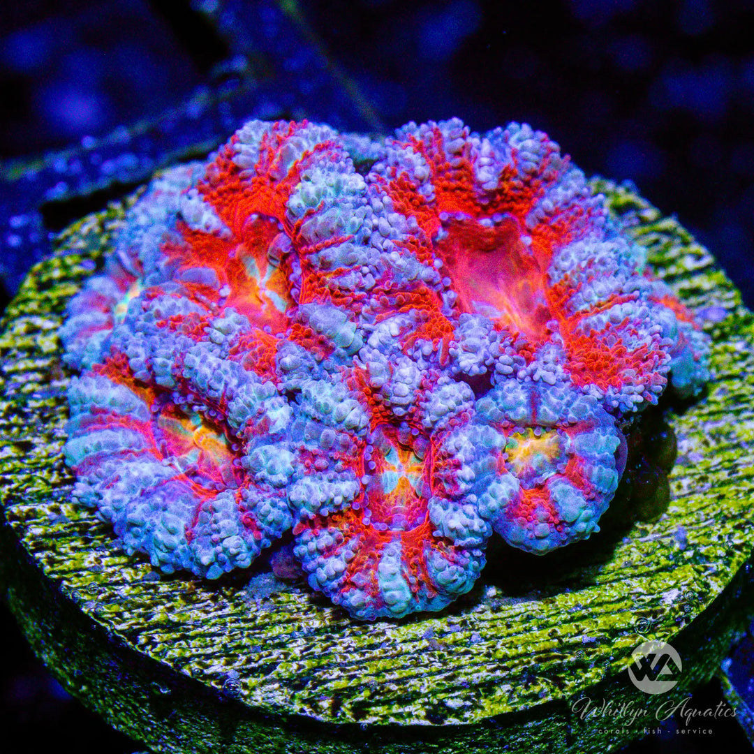 27D - WA Frosted Acan - WYSIWYG