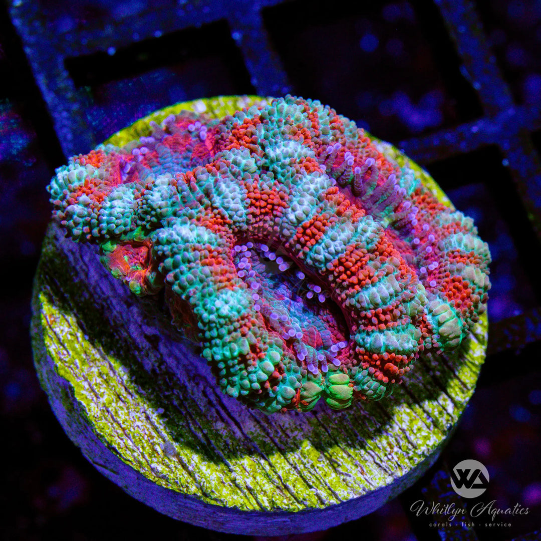 44B - WA Peppermint Acan - WYSIWYG