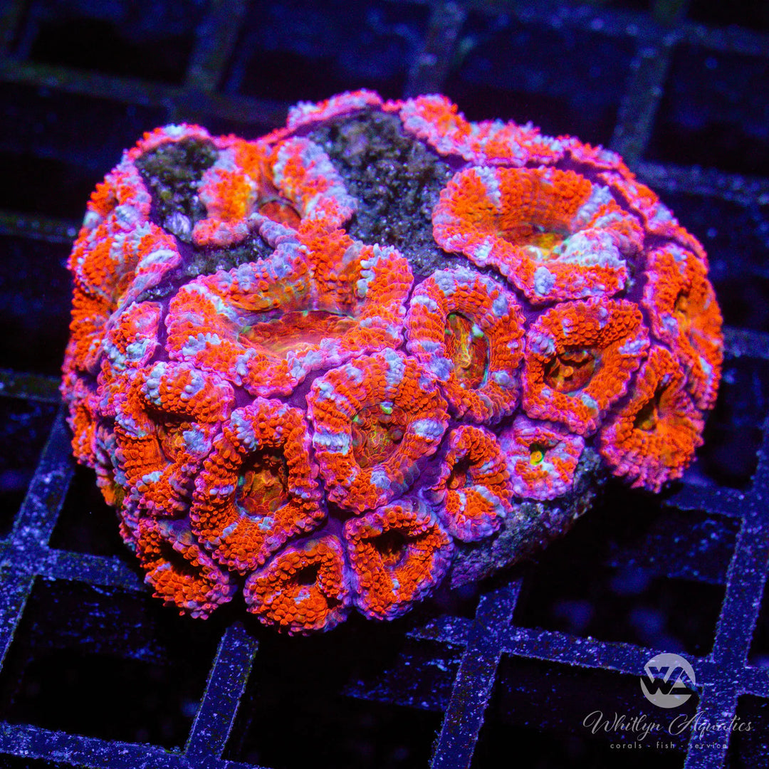I3 - WA Big Red Acan Mini Colony - WYSIWYG