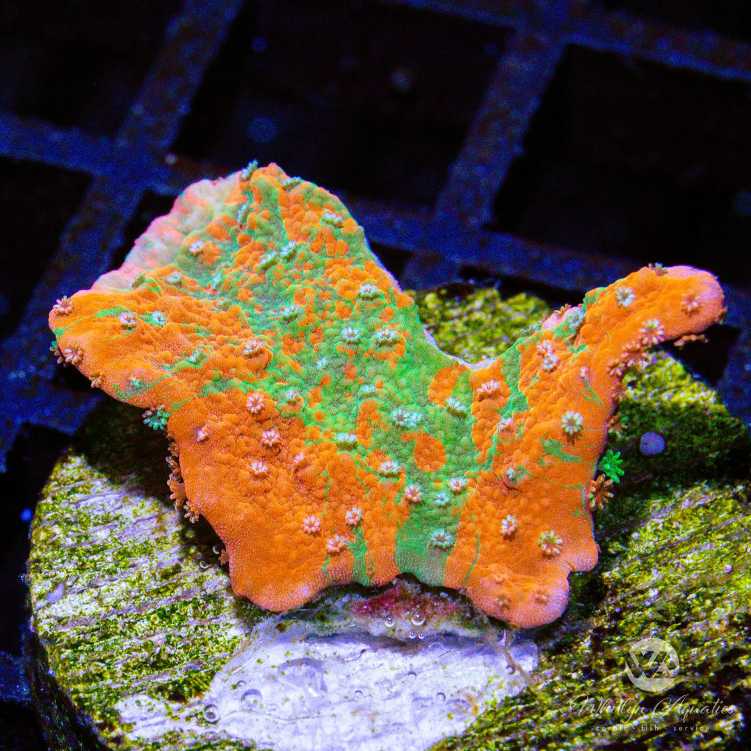 D49 - WA Pumpkin Splice Monti - WYSIWYG