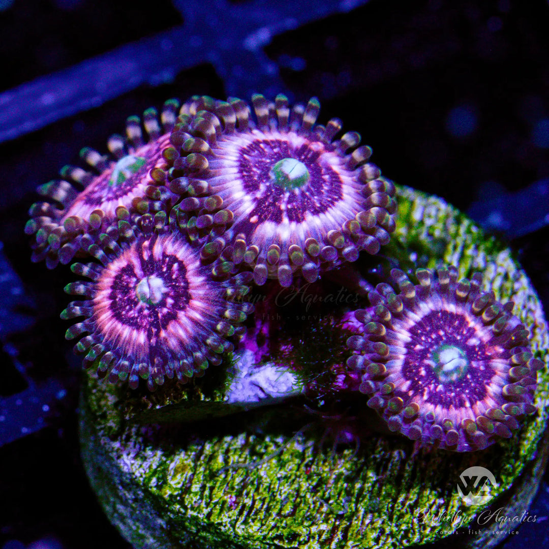 46C - Pink Zipper Zoa - WYSIWYG