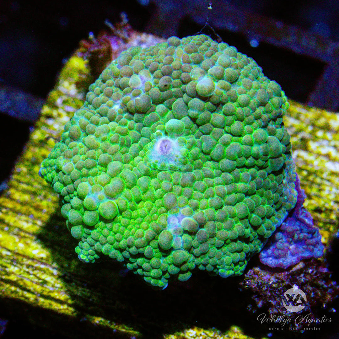 B40 - Green Mushroom - WYSIWYG