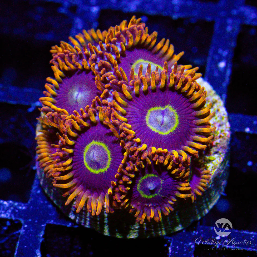 42A - Rainbow Hornet Zoa - WYSIWYG