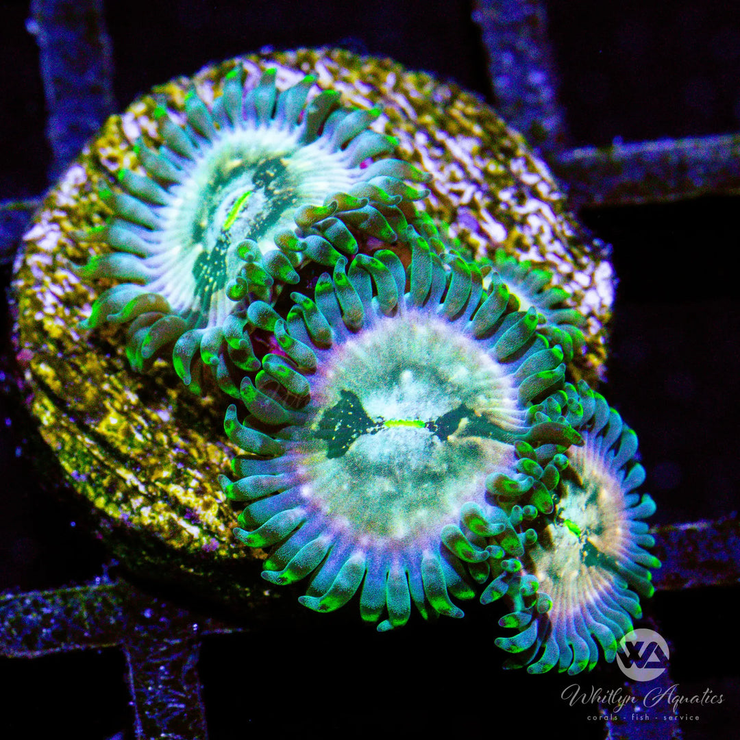 D49 - WA Slipspace Zoa - WYSIWYG