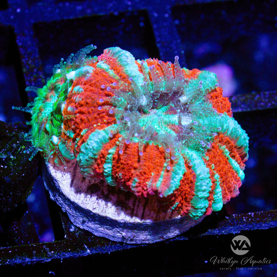 30D - WA Icee Asian Acan - WYSIWYG