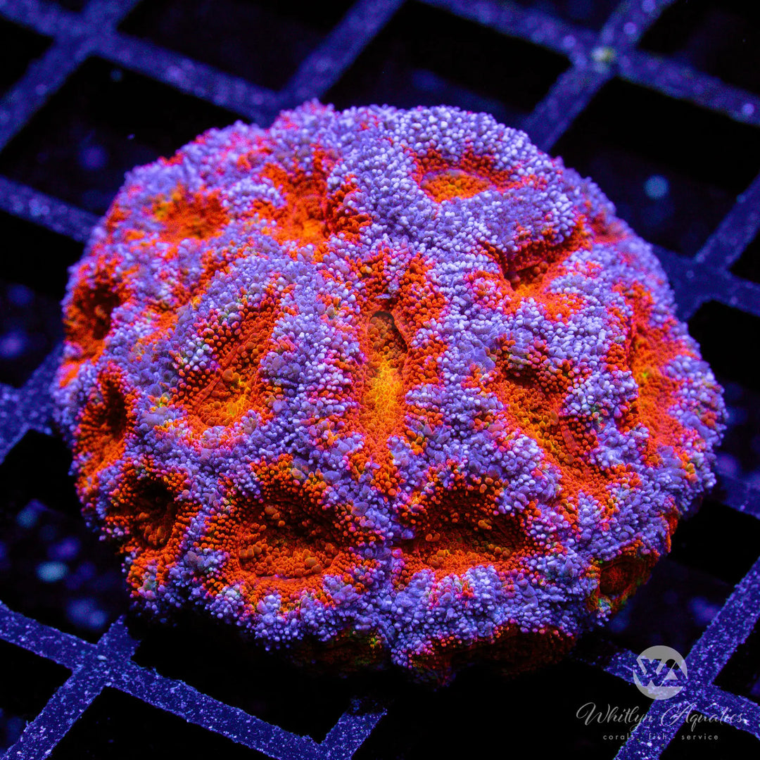 47C - WA Mixed Berries Acan - WYSIWYG