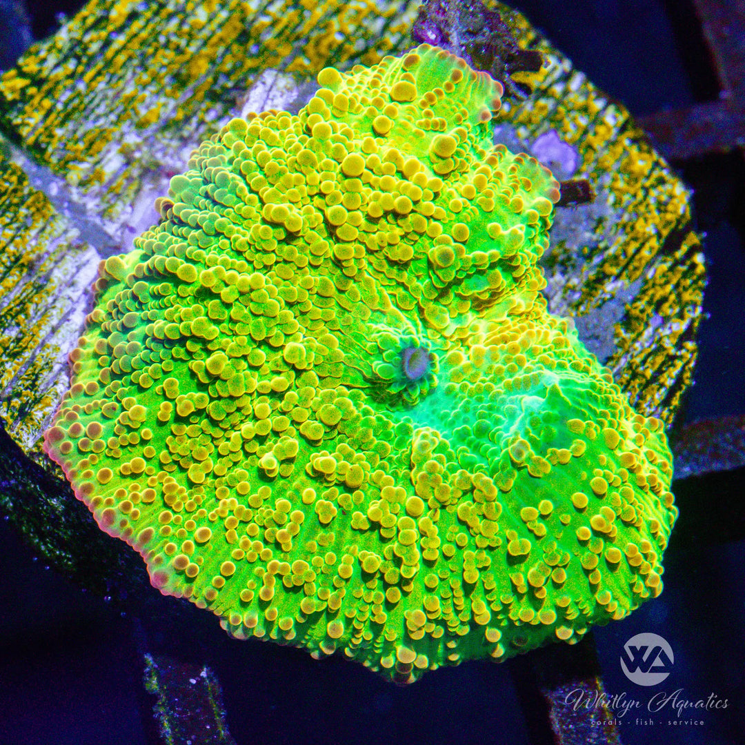 D51 - We Be Jammin' Eclectus Mushroom - WYSIWYG