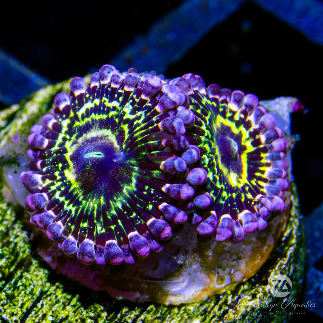 C48 - Stratosphere Zoa - WYSIWYG