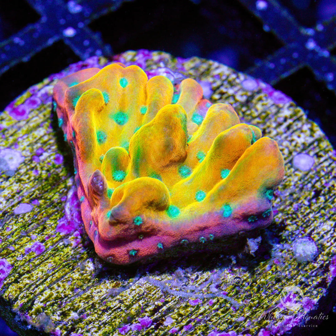 44A - Vino Montipora - WYSIWYG