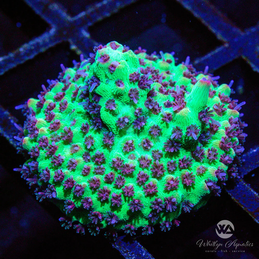 A51 - Strawberry Shortcake Acro - WYSIWYG