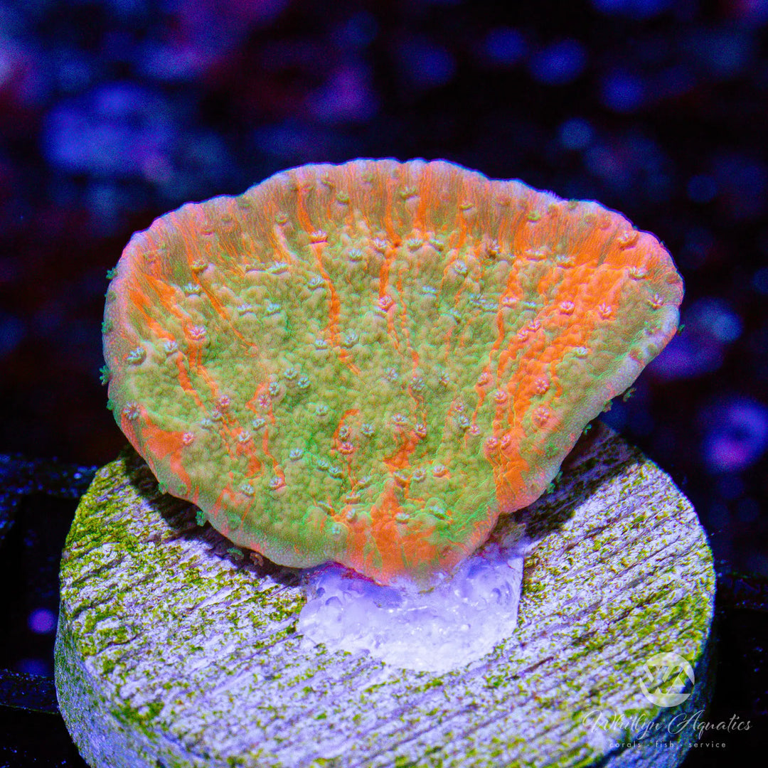 45A - WA Pumpkin Splice Monti Cap - WYSIWYG