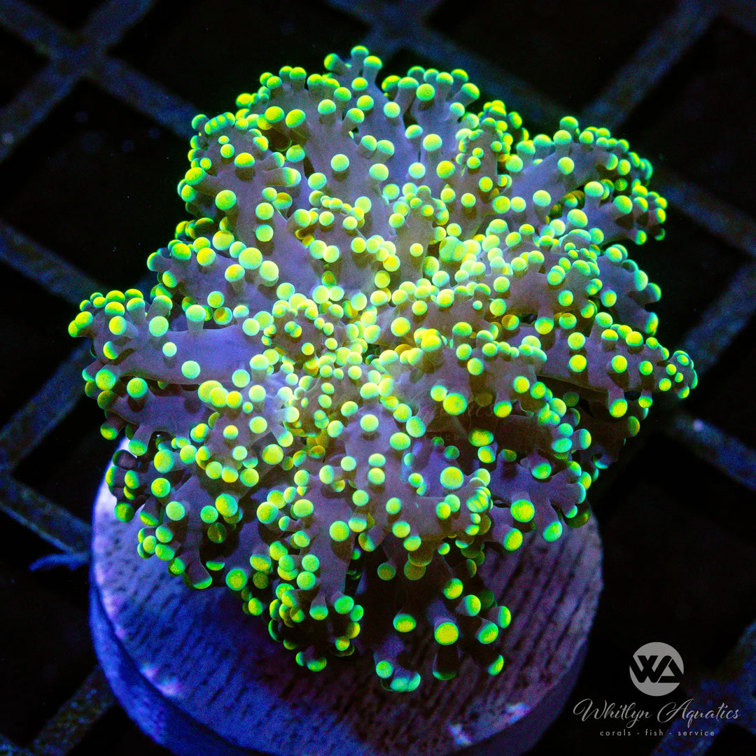 A51 - Yellow Octospawn - WYSIWYG