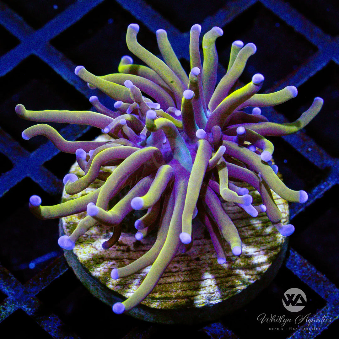 B47 - 24k Torch - WYSIWYG