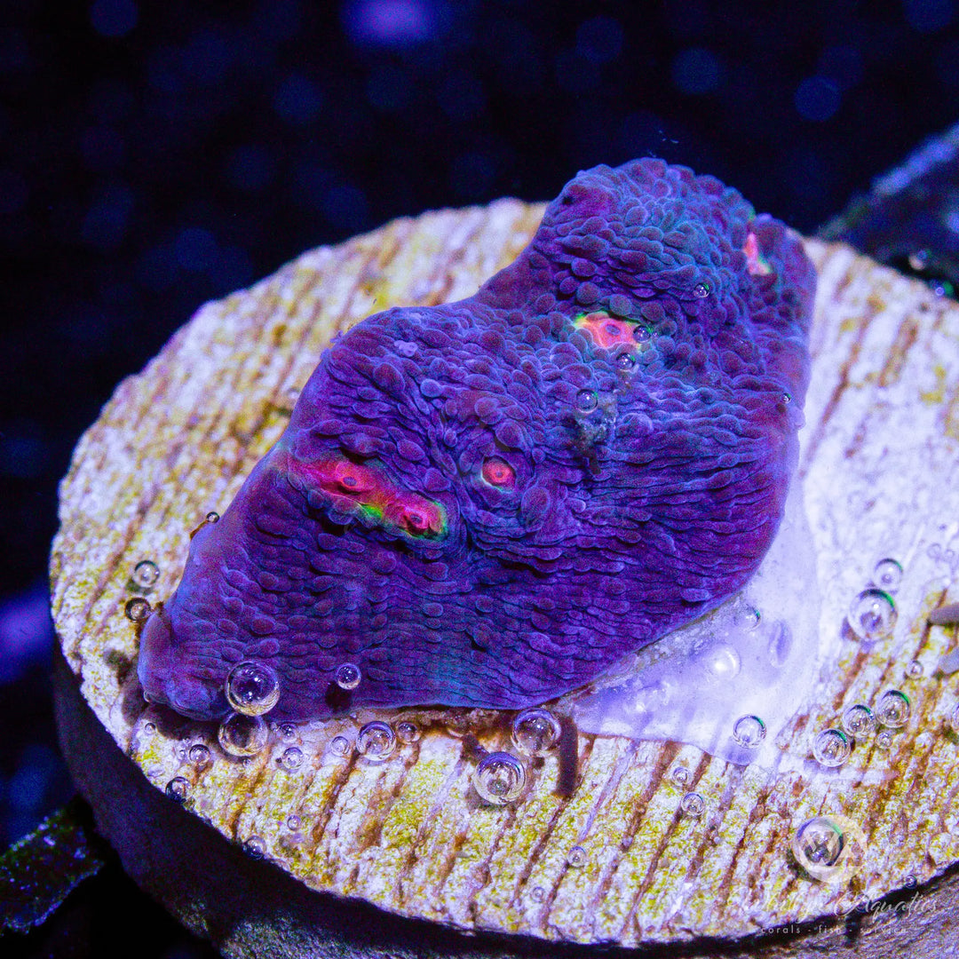 33D - Miami Hurricane Chalice - WYSIWYG