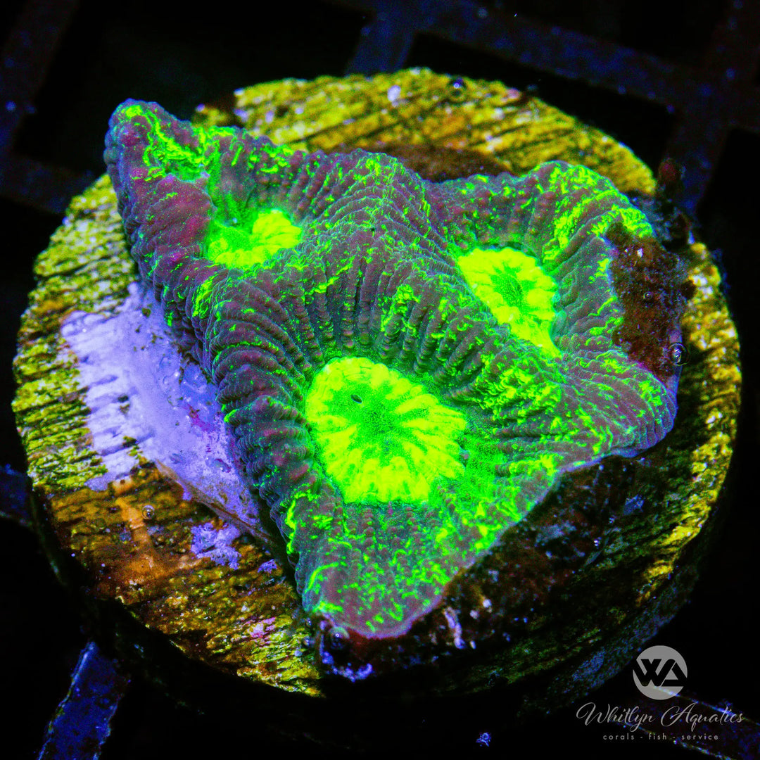 B43 - WA Toxic Ooze Favia - WYSIWYG