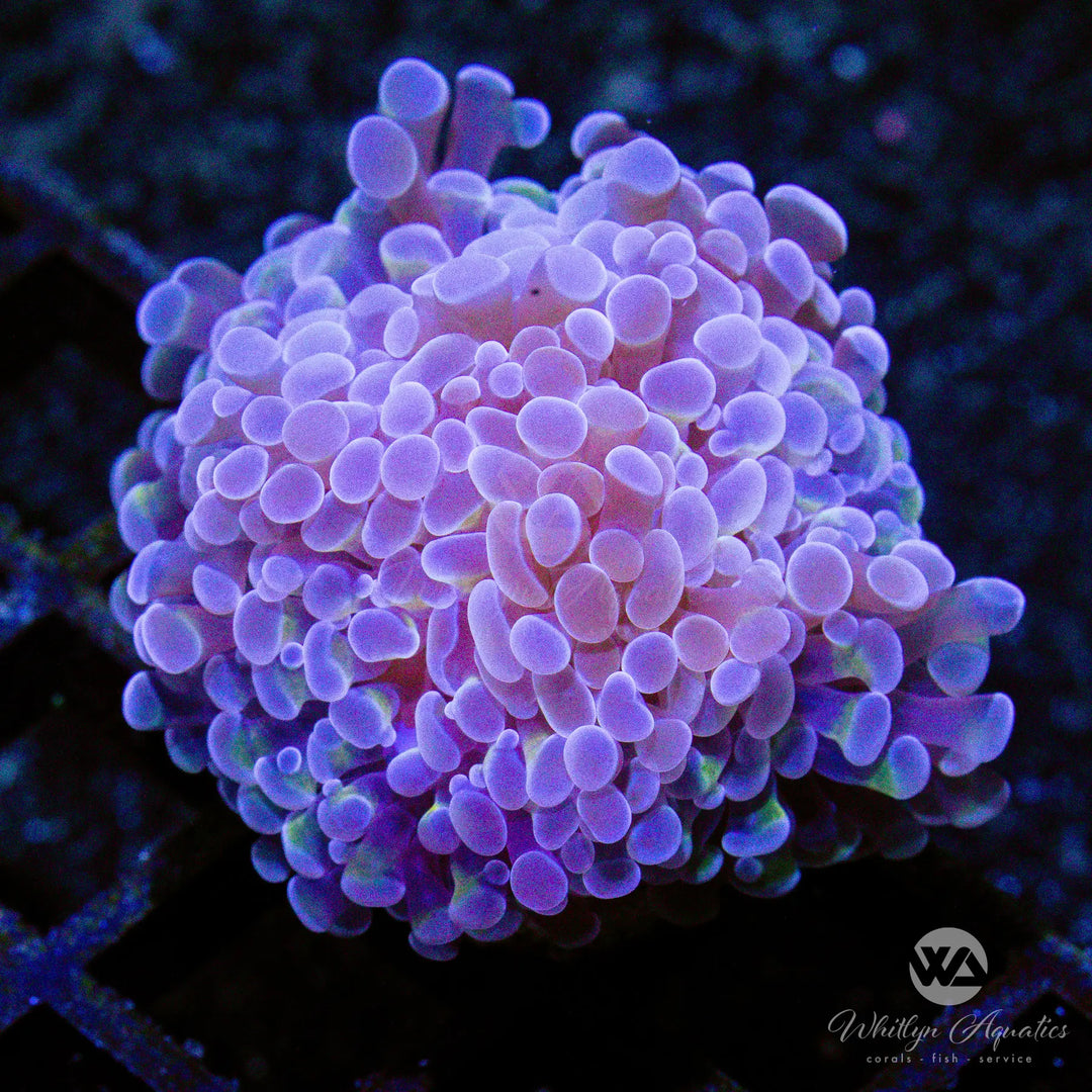 A04 - Peach Hammer - WYSIWYG
