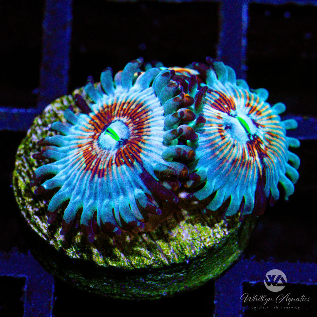 B08 - White Zombie Zoa - WYSIWYG
