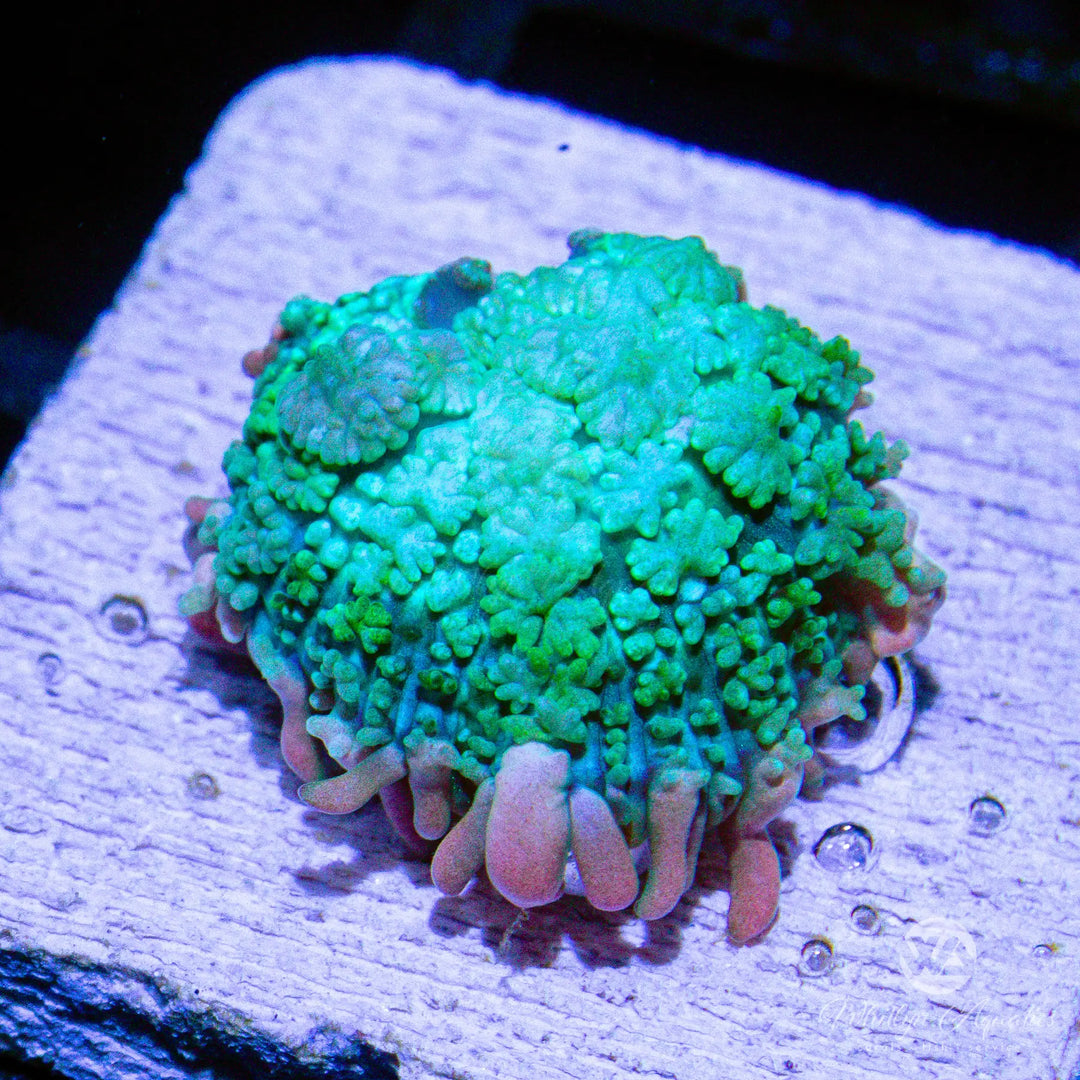 C51 - Frankenstein Bounce Mushroom - WYSIWYG