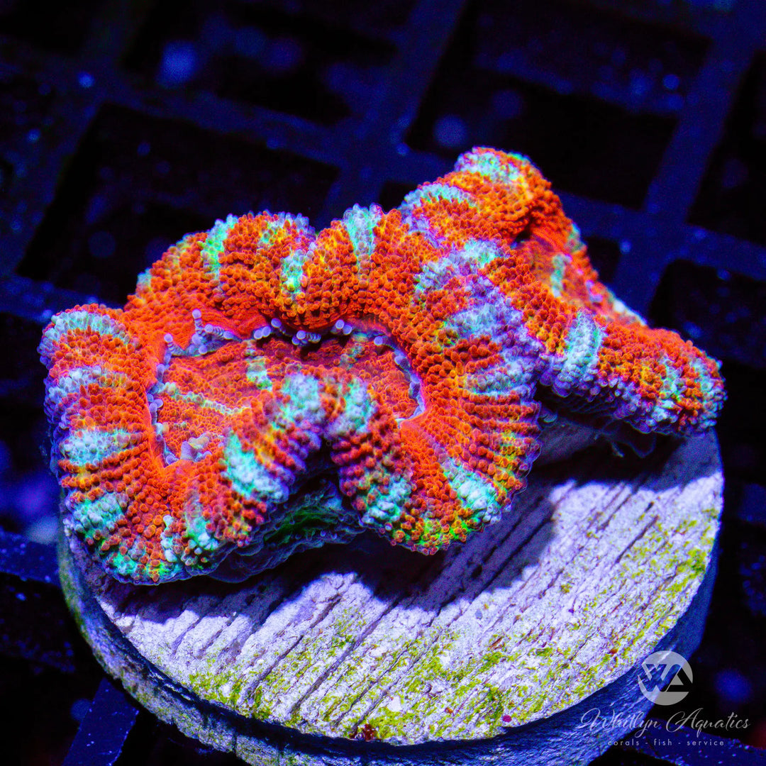 46A - WA Peppermint Acan - WYSIWYG